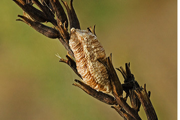 Mantis religiosa / mante religieuse