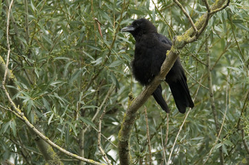 Corvus corone corone / Corneille noire