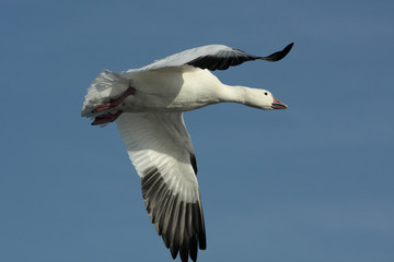 Anser caerulescens / Oie des neiges