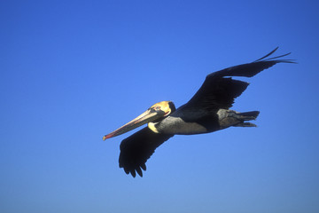Pelecanus occidentalis / Pélican brun d'Amérique