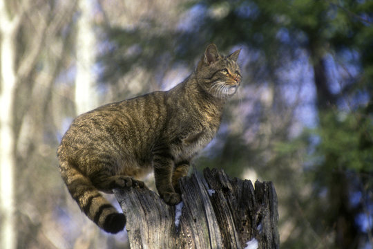 Felis silvestris / Chat sauvage