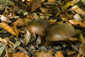 Xerocomus badius / Bolet bai