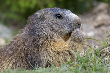 Naklejka na ściany i meble Marmota marmota / Marmotte