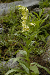 Digitalis grandiflora / Digitale à grandes fleurs