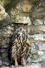 Bubo bengalensis / Grand duc indien