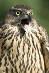 Accipiter gentilis / Autour des palombes