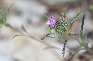 Atractylis cancellata / Atractyle en treillis