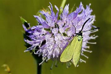Adscita statices / Turquoise / Mâle