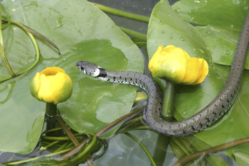 Natrix natrix / Couleuvre à collier