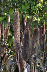 Pennisetum glaucum / Millet perle