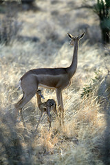 Obraz na płótnie Canvas Litocranius walleri / Gazelle de Waller / Gazelle girafe