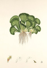 Illustration botanique / Pistia stratiotes / Laitue d'eau