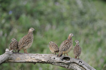 Francolinus hildebrandti  / Francolin de Hildebrandt