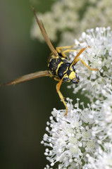 Polistes gallicus / Poliste gaulois