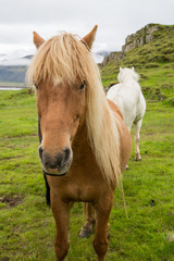 Fototapeta premium Icelandic horse in natural environment