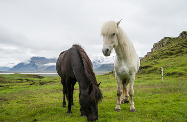 Obraz premium Icelandic horse in natural environment