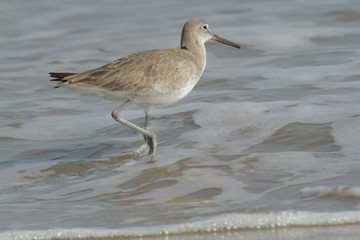 Sandpiper in the surf