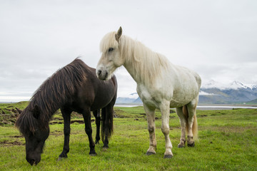Obraz na płótnie Canvas Icelandic horse in natural environment