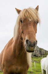 Obraz premium Icelandic horse in natural environment