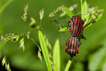 Graphosoma lineatum / Scutellère rayée