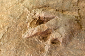 dinosaures Dilophosaurus fossilisée