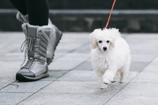 Beautiful and adorable puppy of white dwarf poodle proudly walking on the street. Outdoor photo. 