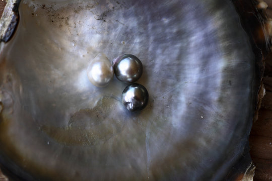 Pinctada Margaritifera / Huître perlère / Perles de polynésie