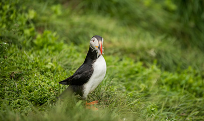 Cute common puffin bird