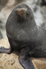 Naklejka premium Arctocephalus forsteri / Otarie à fourrure de Nouvelle Zélande