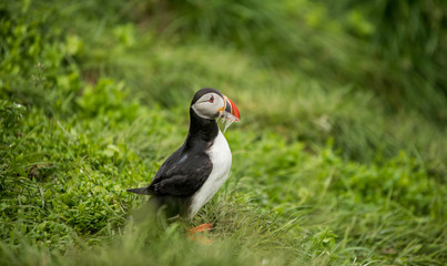 Cute common puffin bird