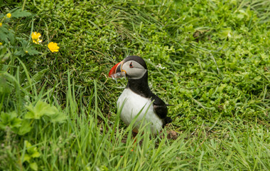 Cute common puffin bird