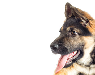 Shepherd puppy looking at the white background