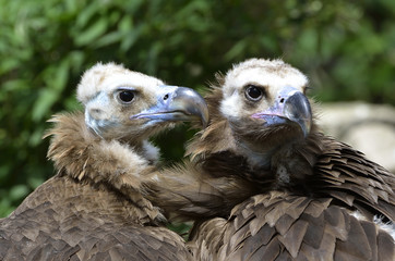 Aegypius monachus / Vautour moine