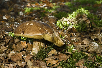 Boletus edulis / Cèpe de Bordeaux
