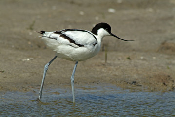 Recurvirostra avosetta / Avocette élégante