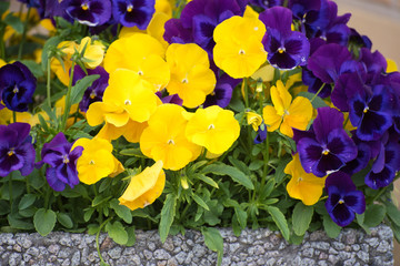 viola tricolor pansy