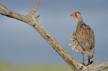 Francolinus afer / Francolin à gorge rouge