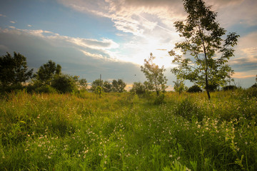Spring time, meadow with green grass and little white flowers