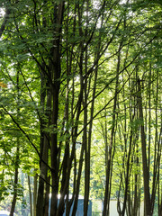 Fototapeta premium Sunlight in the green forest