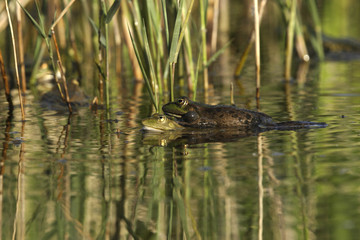 Rana esculenta / Grenouille verte