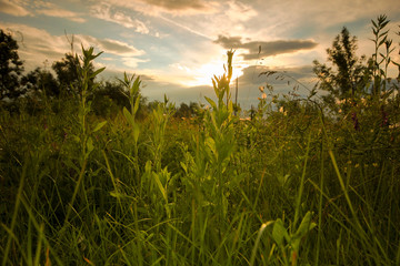 Spring time, meadow with green grass and little white flowers
