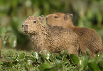 Naklejka na ściany i meble Hydrochaeris hydrochaeris / Cabiaï / Capybara