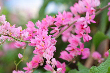 Mexican creeper pink flowers background