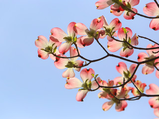 ハナミズキ　ピンクの花