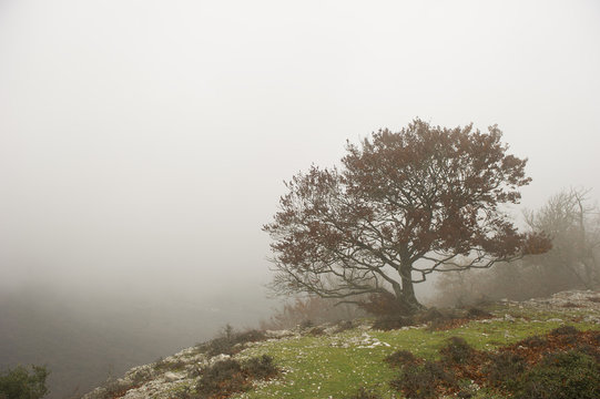 Fototapeta Otoño en Urbasa