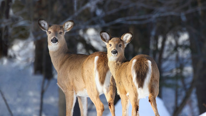 deux chevreuils en hiver