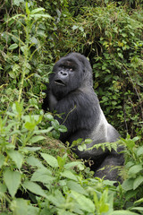 Gorilla gorilla beringei : Gorille de montagne