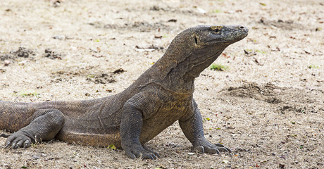 Komodo dragon view in Komodo island