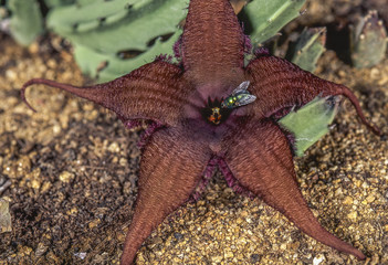Stapelia schinzii / Stapélie