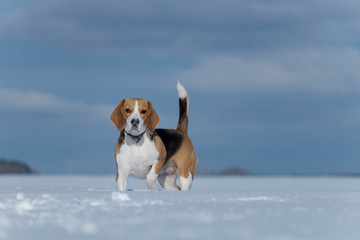 Beagle dog walking in the snow